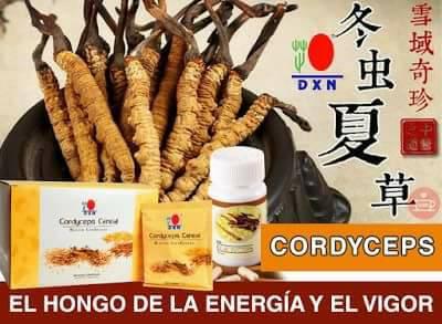 ¿Por qué consumir Cordyceps DXN todos los días?