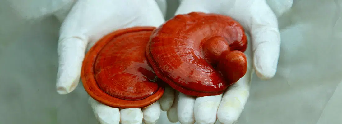 ¿Qué es el Ganoderma lucidum?